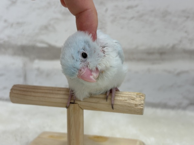 マメルリハ