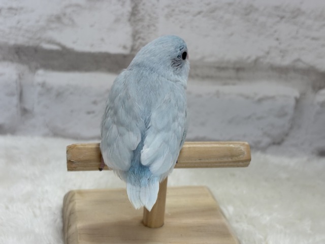 マメルリハ