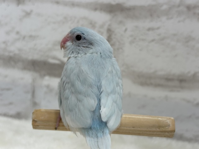マメルリハ