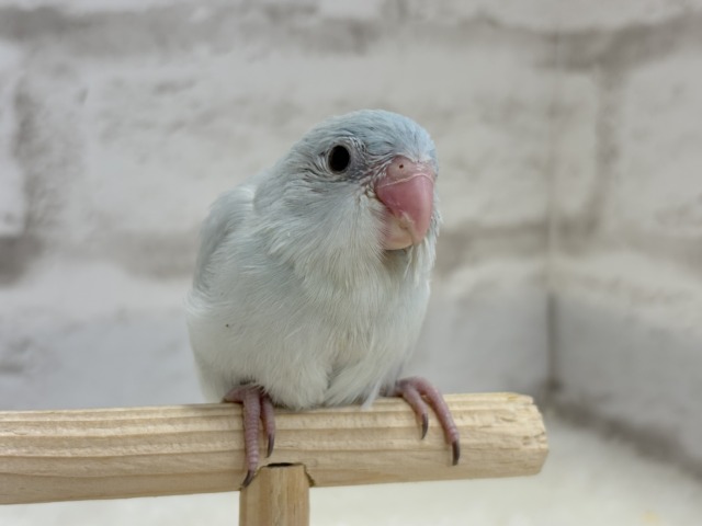 マメルリハ