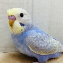 頭のちょびっとに注目です🤏✨セキセイインコパステルレインボー🌈