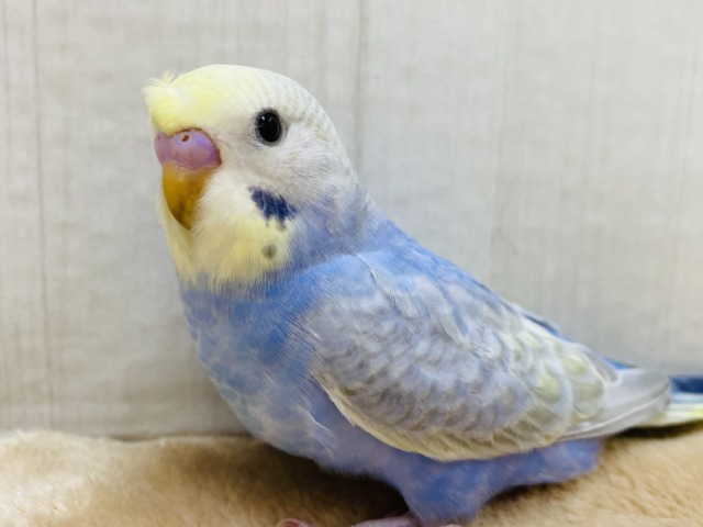 頭のちょびっとに注目です🤏✨セキセイインコパステルレインボー🌈