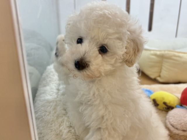 トイプードル