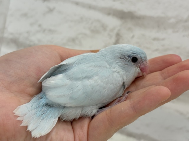 マメルリハ