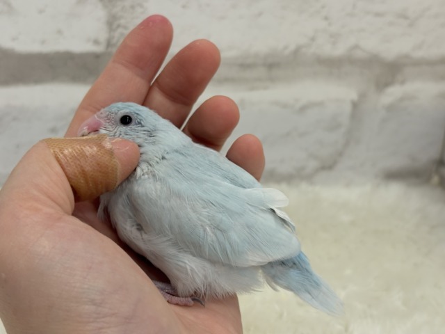 マメルリハ