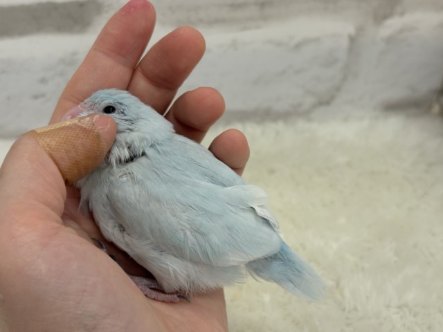 マメルリハ