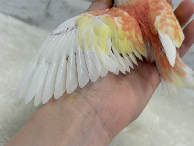 アキクサインコ（秋草インコ）