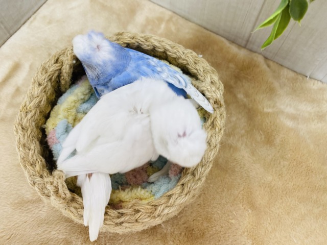 セキセイインコ