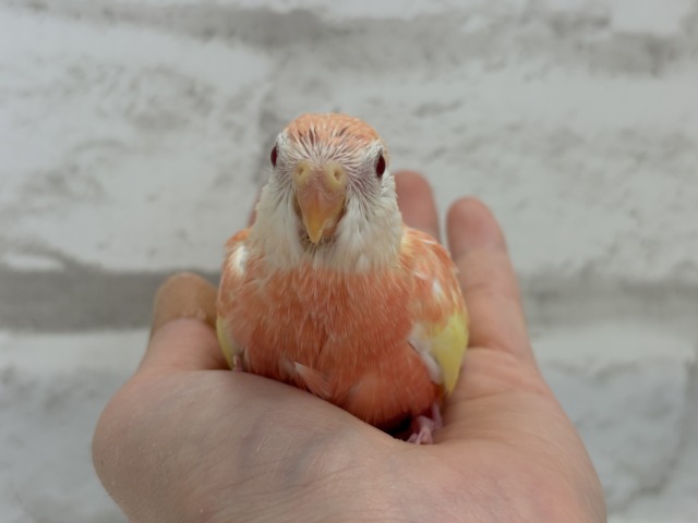 アキクサインコ（秋草インコ）