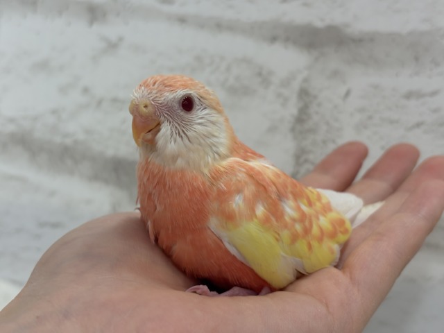 アキクサインコ（秋草インコ）