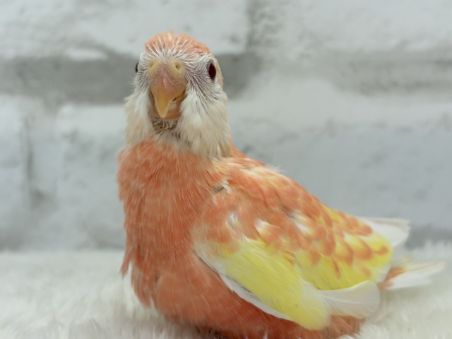 アキクサインコ（秋草インコ）