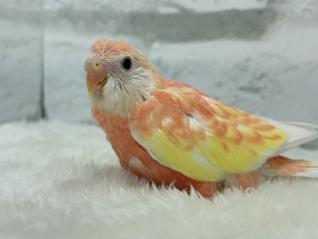 アキクサインコ（秋草インコ）