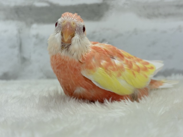 アキクサインコ（秋草インコ）