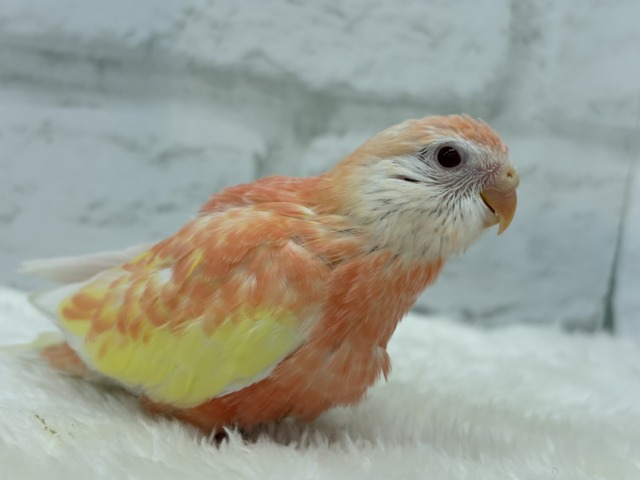 アキクサインコ（秋草インコ）