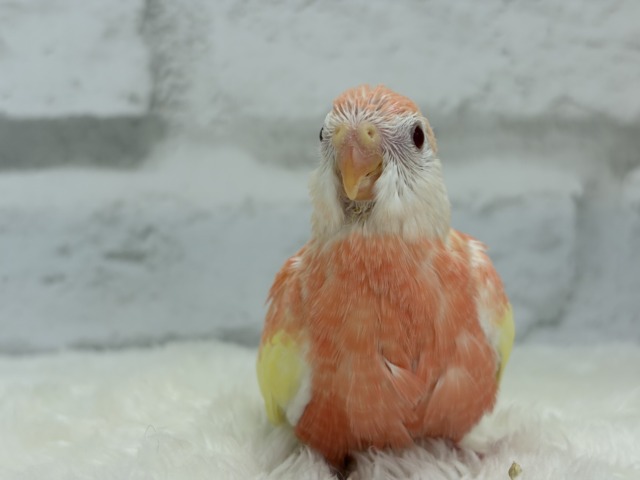 アキクサインコ（秋草インコ）