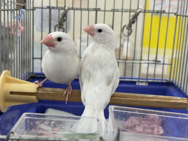白文鳥