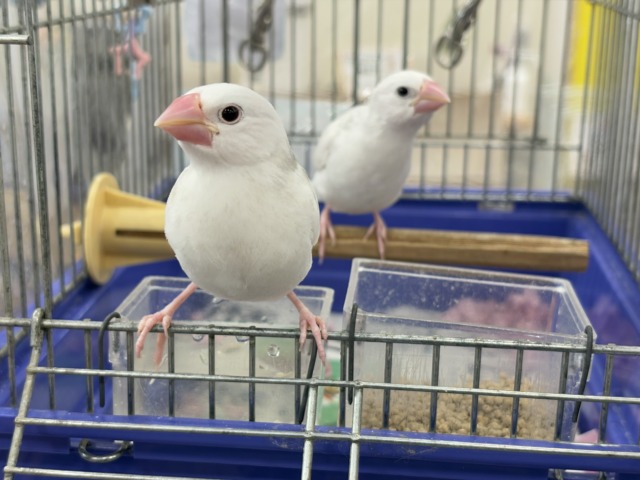 白文鳥