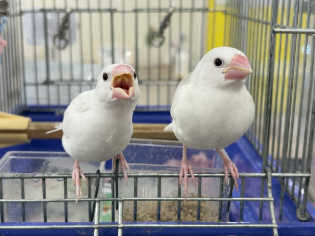 白文鳥