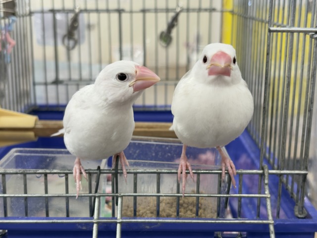 白文鳥