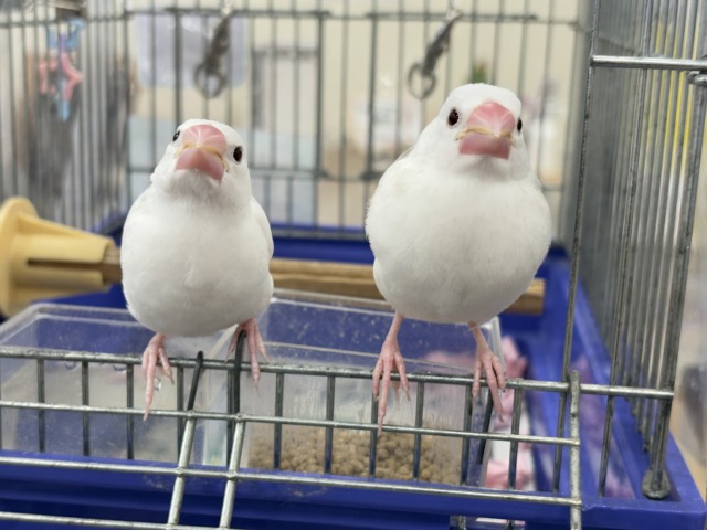 白文鳥