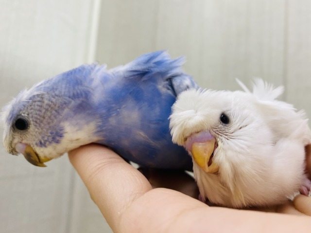セキセイインコ