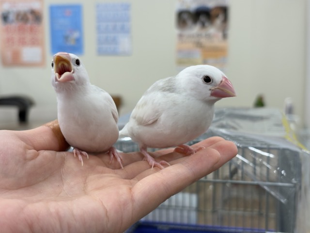 白文鳥