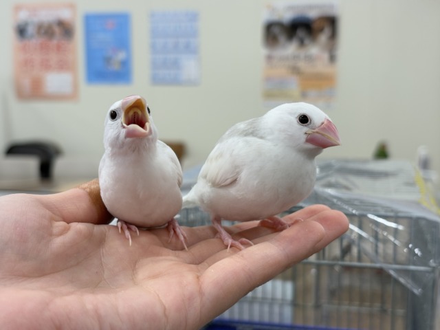 白文鳥