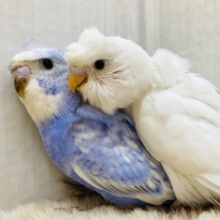 個性溢れるオシャレヘア〜🪶💕セキセイインコ梵天軍団‼️