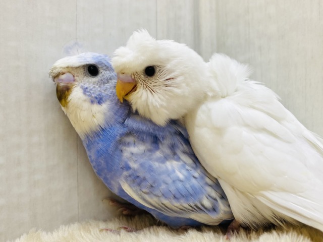 個性溢れるオシャレヘア〜🪶💕セキセイインコ梵天軍団‼️