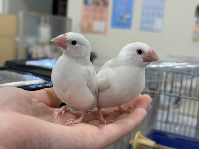 白文鳥