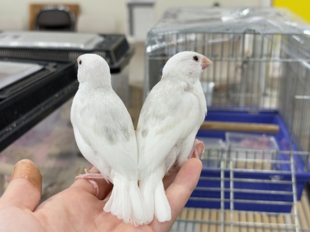 白文鳥