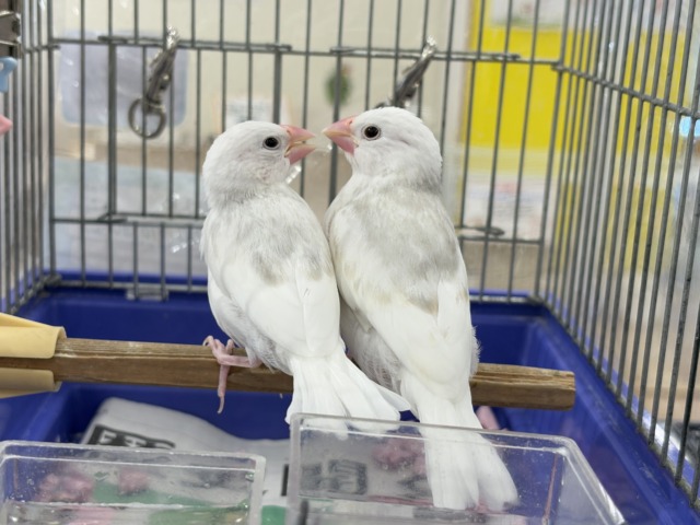白文鳥