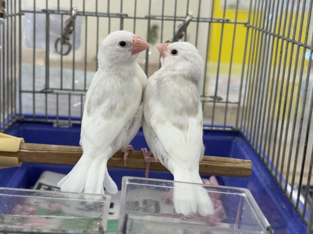 白文鳥