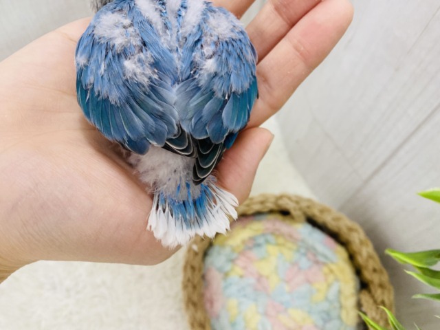 コザクラインコ（小桜インコ）