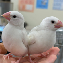 【最新画像更新🪄】しろもちコンビ🐣🤍白文鳥 ヒナ