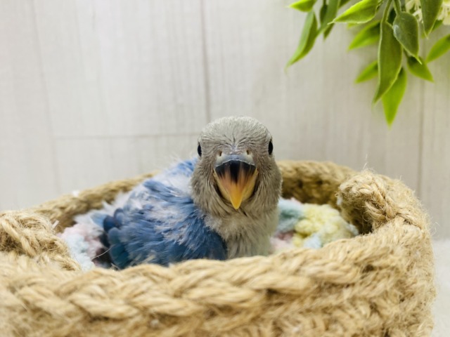 コザクラインコ（小桜インコ）