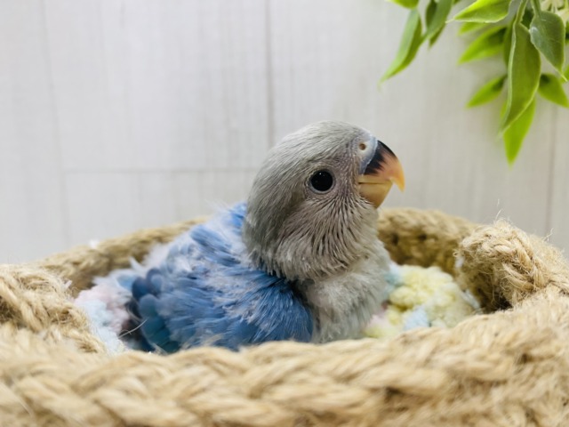 コザクラインコ（小桜インコ）