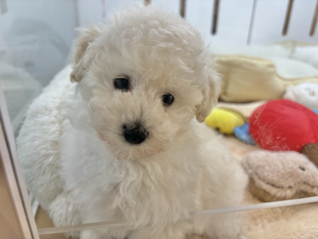 トイプードル