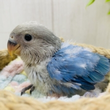 色んなブルーが入ってます💙🩵コザクラインコブルーチェリーオパーリン✨