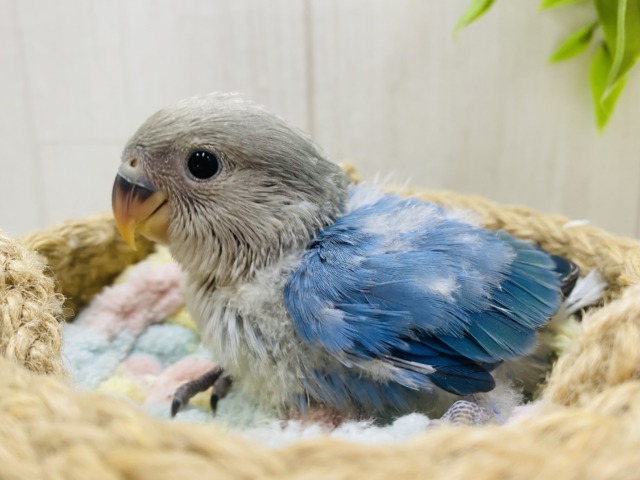 色んなブルーが入ってます💙🩵コザクラインコブルーチェリーオパーリン✨