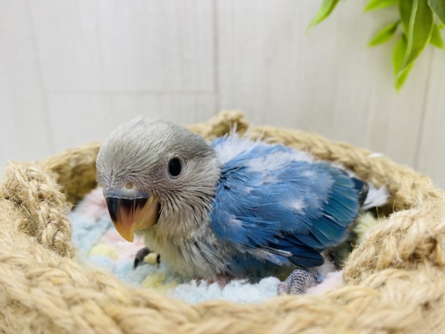 コザクラインコ（小桜インコ）