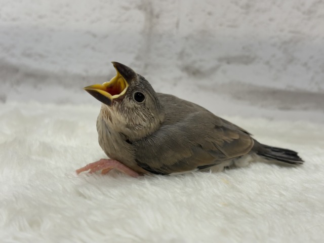 桜文鳥