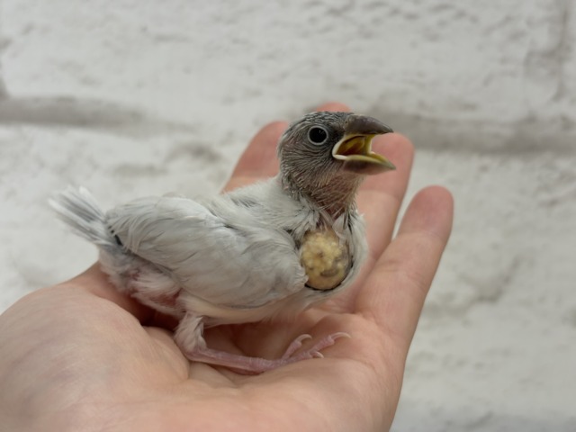 シルバー文鳥