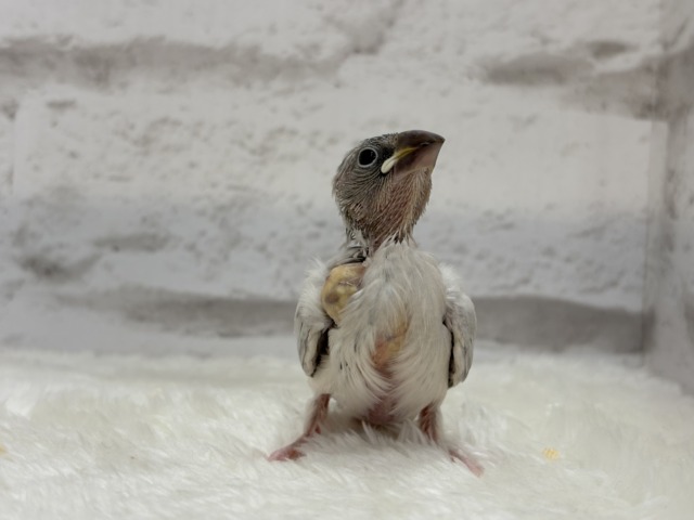 シルバー文鳥
