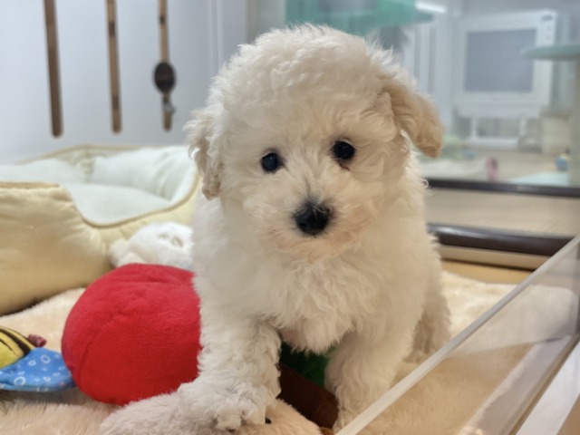 好き好きが止まらな〜い!!トイプードルちゃん! トイプードル