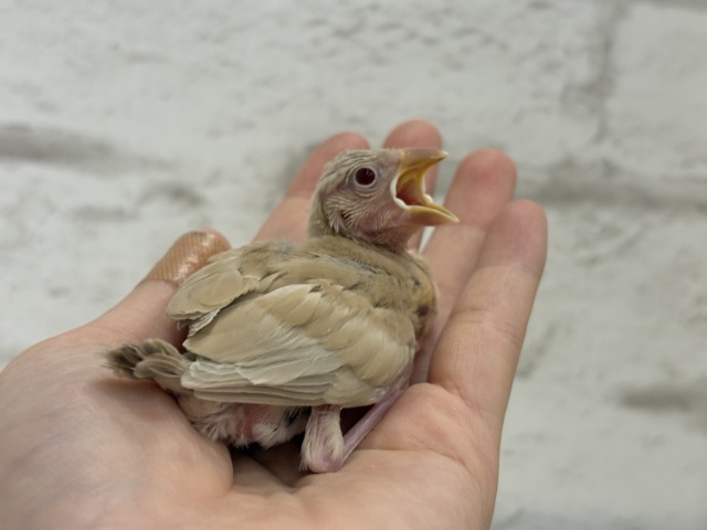 シナモン文鳥