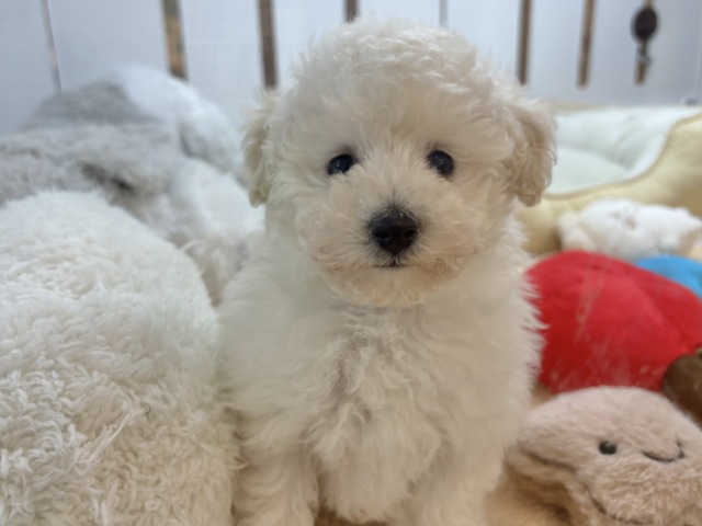 好き好きが止まらな〜い!!トイプードルちゃん! トイプードル