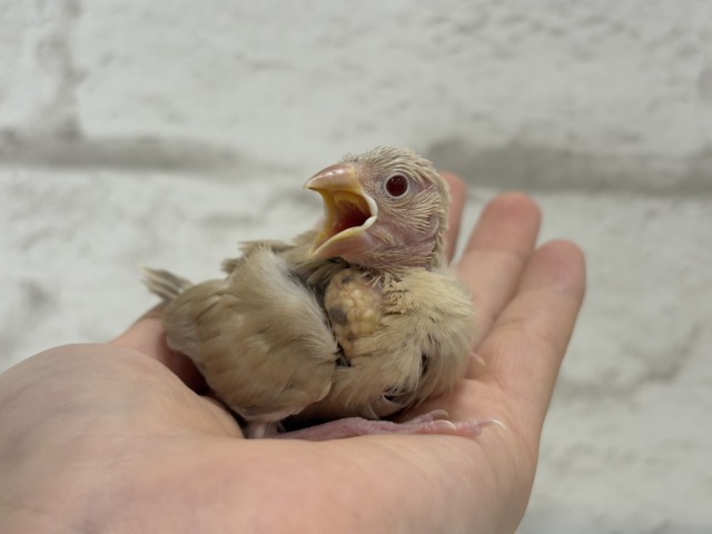 シナモン文鳥