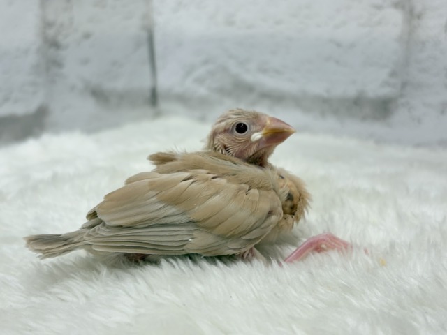 シナモン文鳥