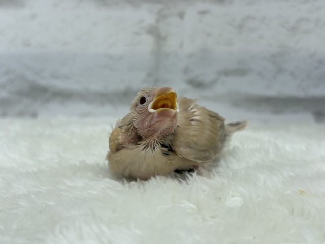 シナモン文鳥